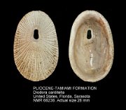 PLIOCENE-TAMIAMI FORMATION Diodora carditella